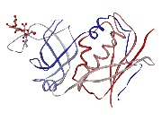 Fig. 2: SEB co-crystallised with sialyllactose (N- to C-terminus blue to red ribbon; modified from 1SE3.pdb)
