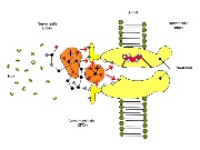 Fig. 2: Model of how PSP toxins bind to the surface of excitable nerve cell membranes